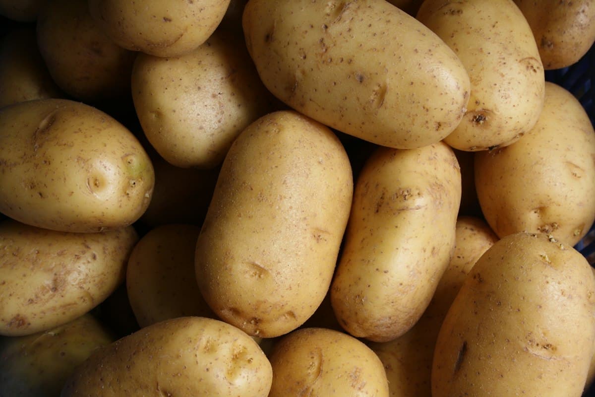 Spunta Seed & Table Potatoes