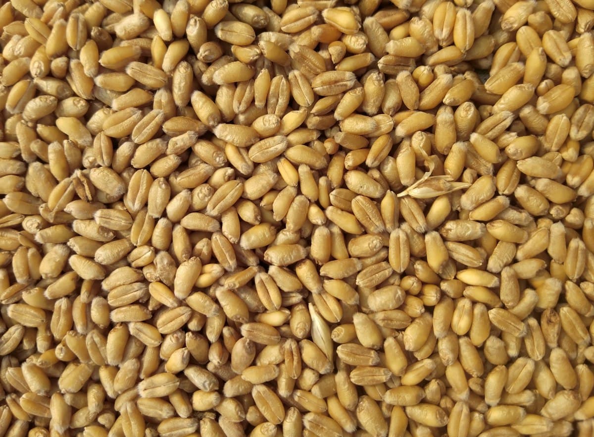 Milling Wheat & Dry Grains